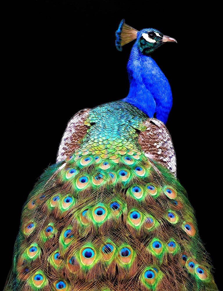 Regal Blue Peacock