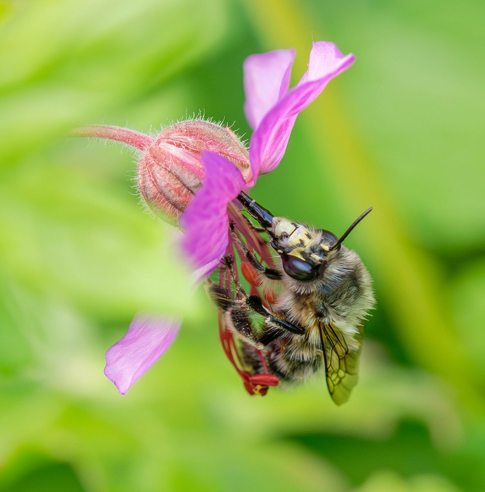 Busy Bee On Bloom