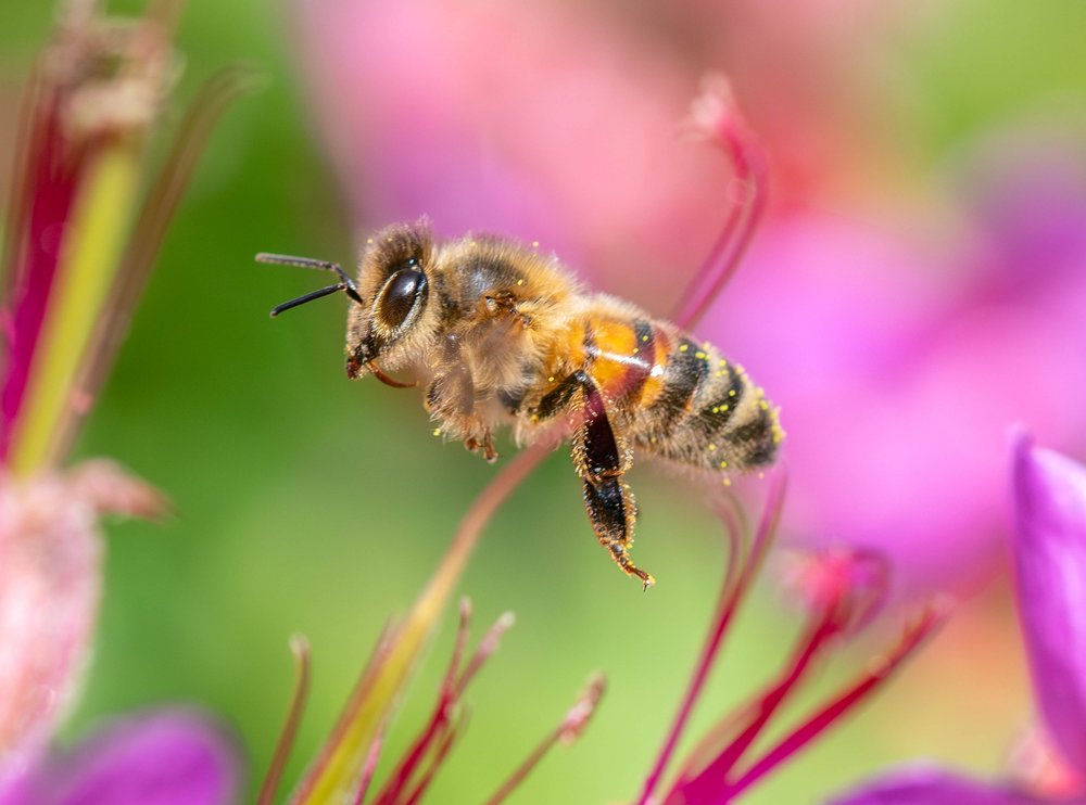 Honey bee