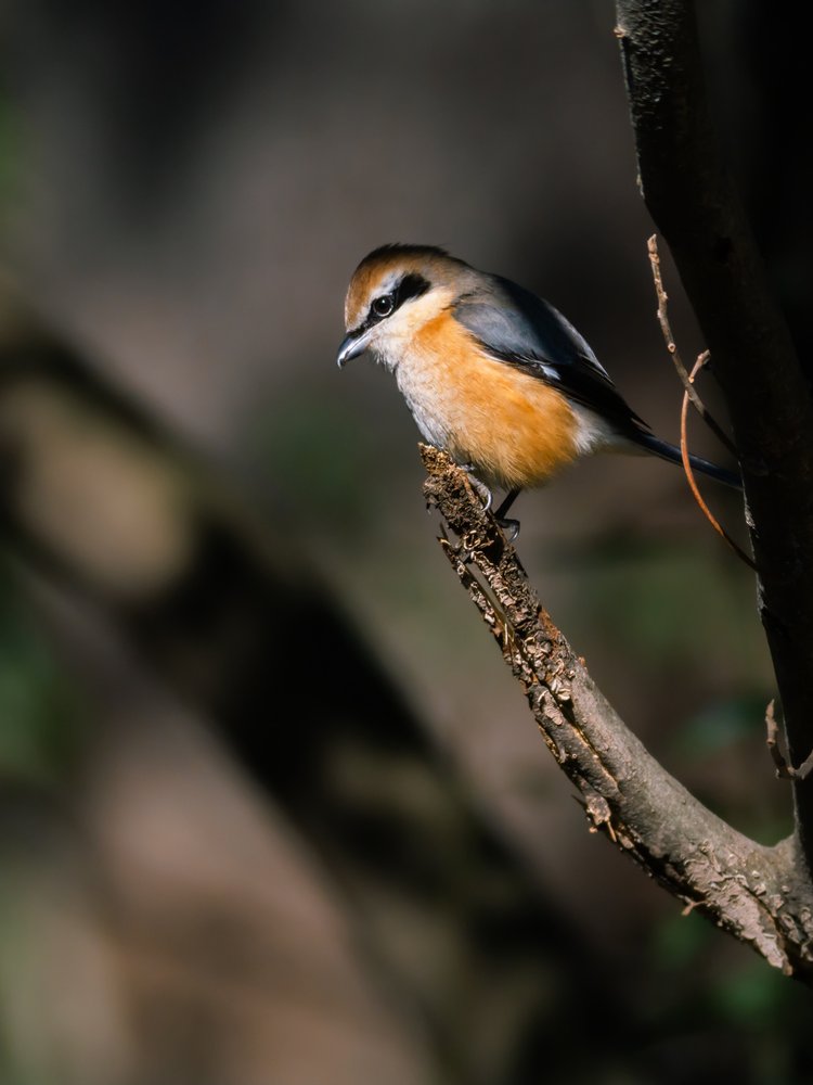 Perched Forest Shrike
