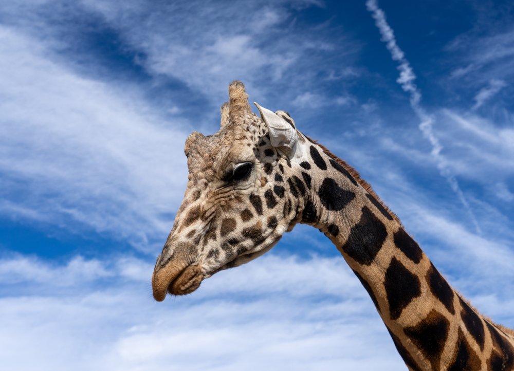 Majestic Giraffe Blue Sky