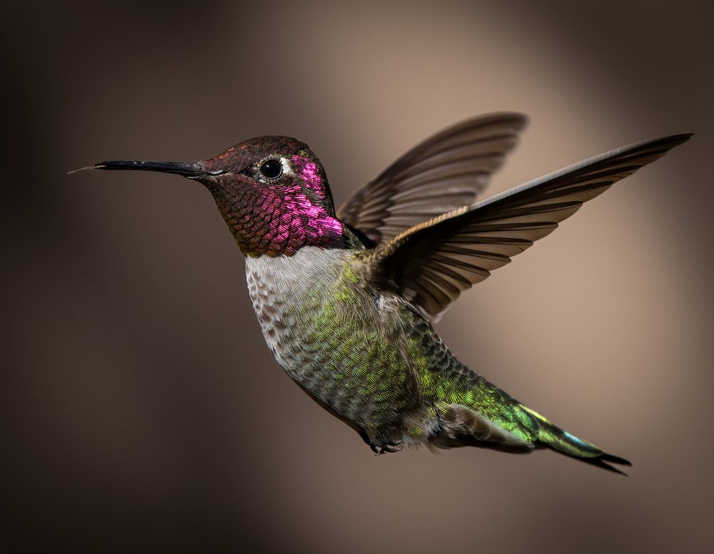 Vibrant Hummingbird Flight