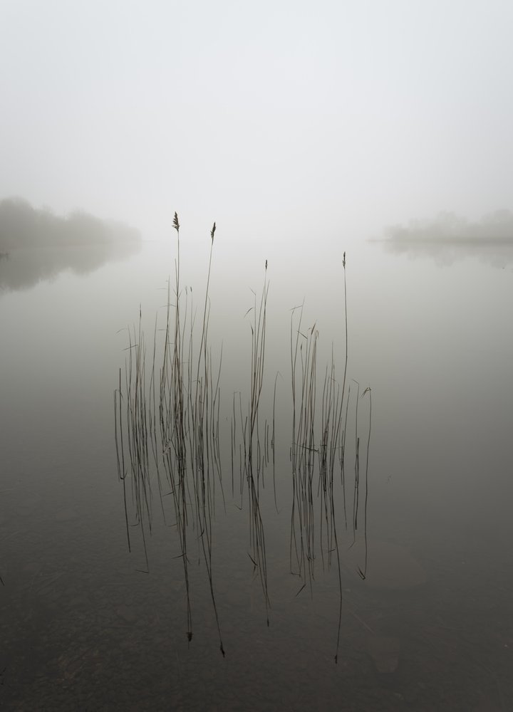 Misty Lake Reeds