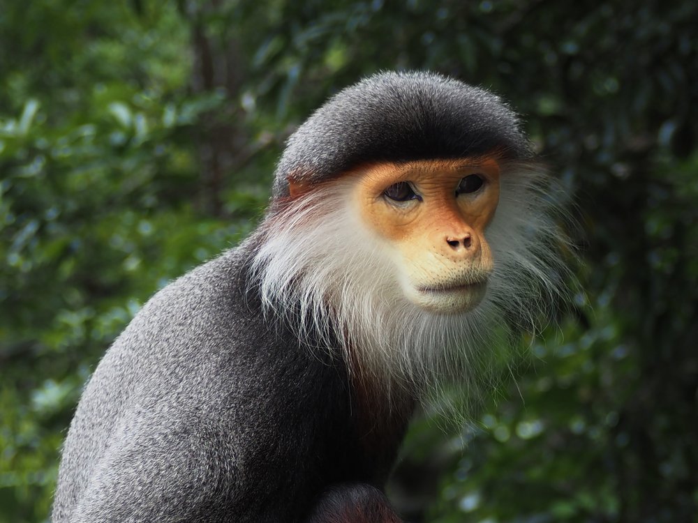 Colorful Douc Monkey