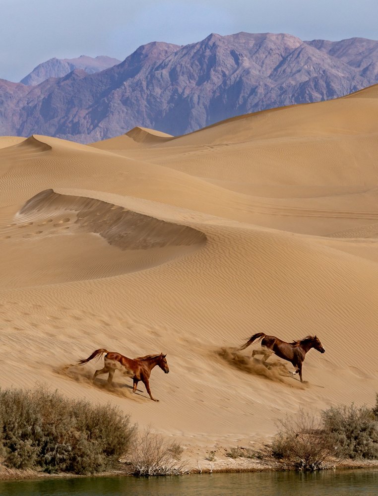 Wild Horses Desert Run