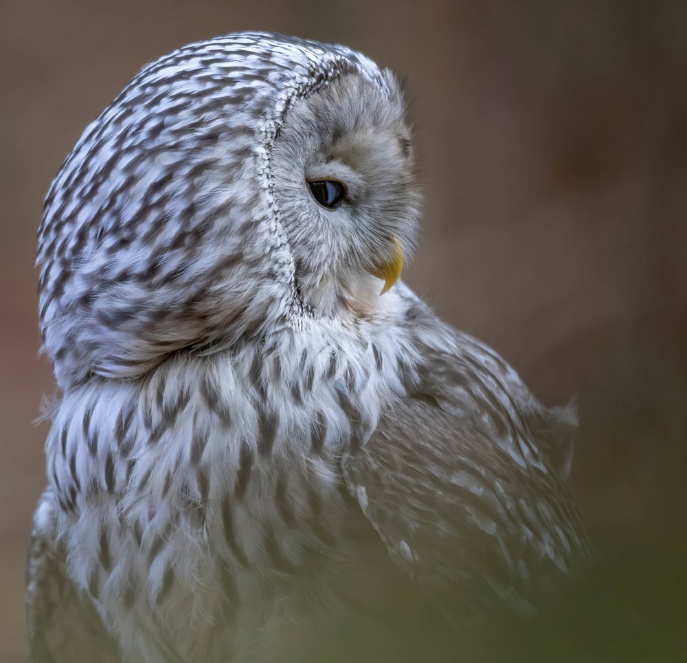 Watchful Forest Owl