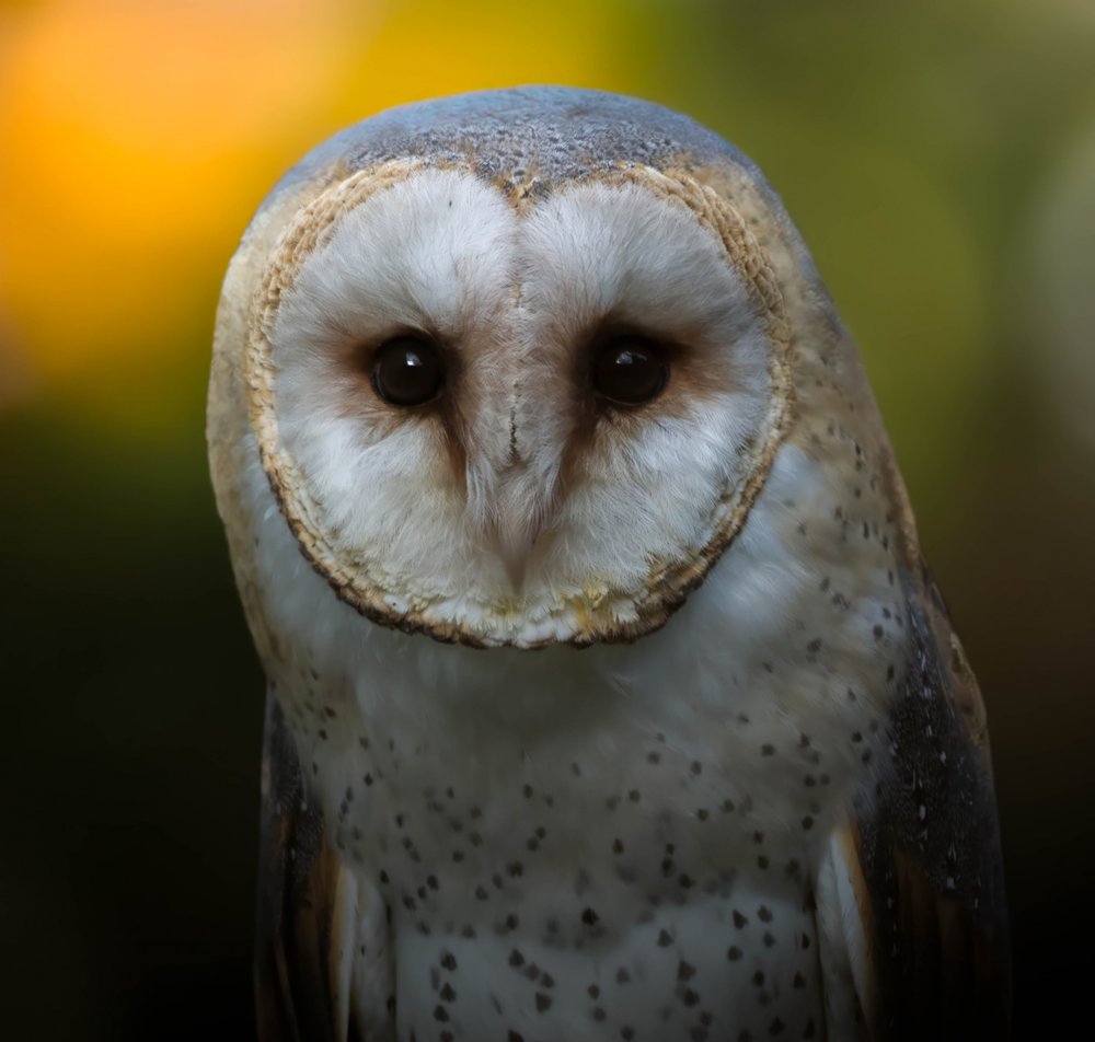 Barn Owl Gaze