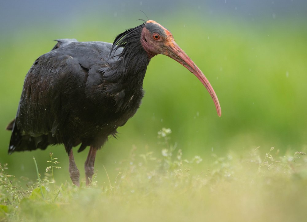 Northern Bald Ibis In Rain