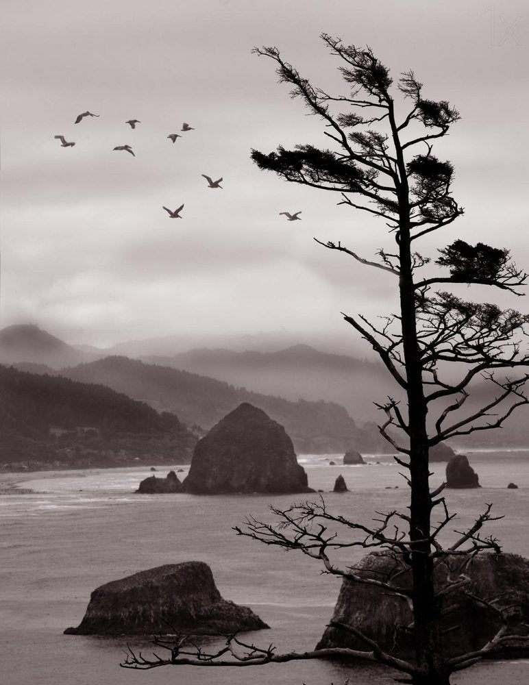 Coastal Tree And Birds