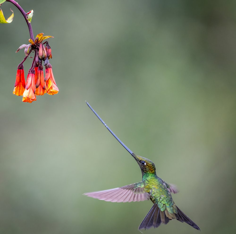 Long-billed Hummingbird Bloom