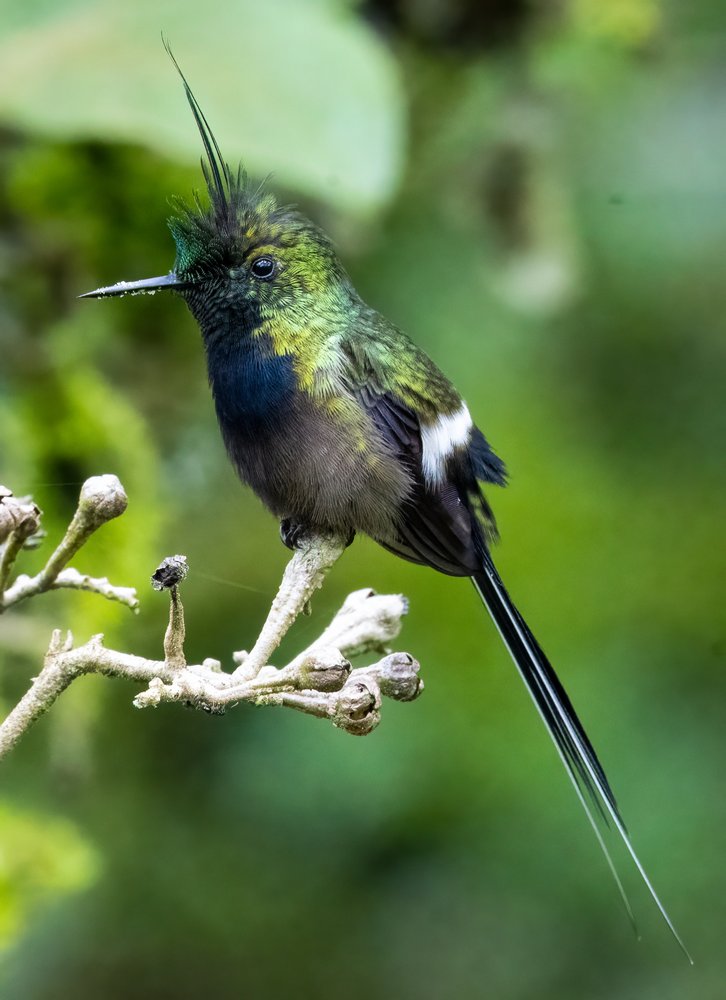 Long Tail Hummingbird