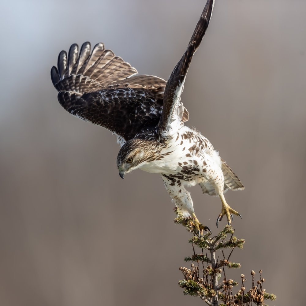 Wild Hawk Landing Moment