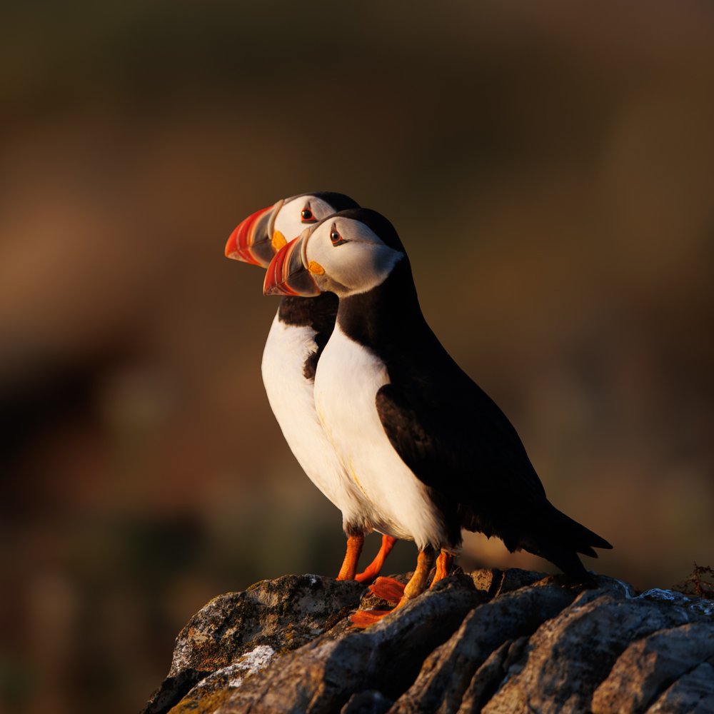Two Puffins On Rocks