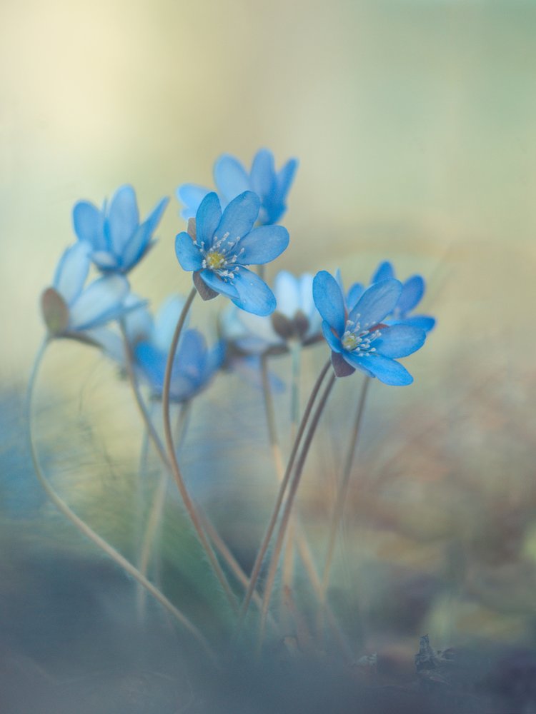 Dreamy Blue Flowers