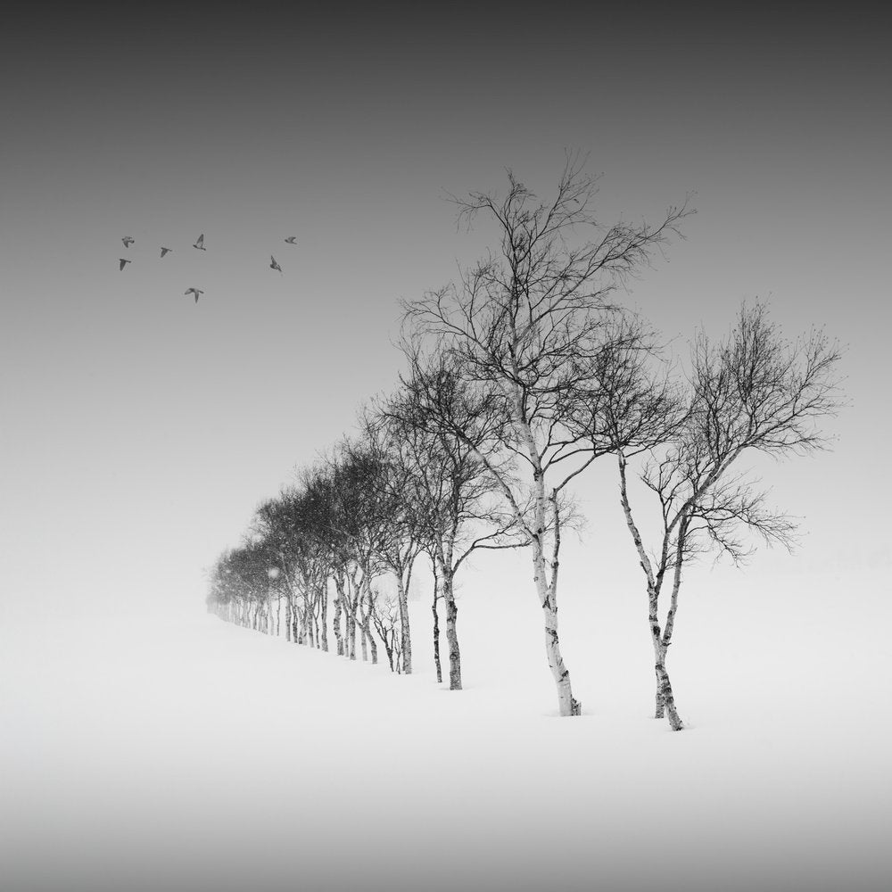 Birch Trees Winter Snow