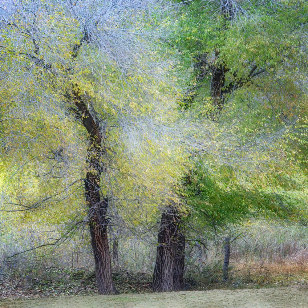 Autumn Woodland Hues