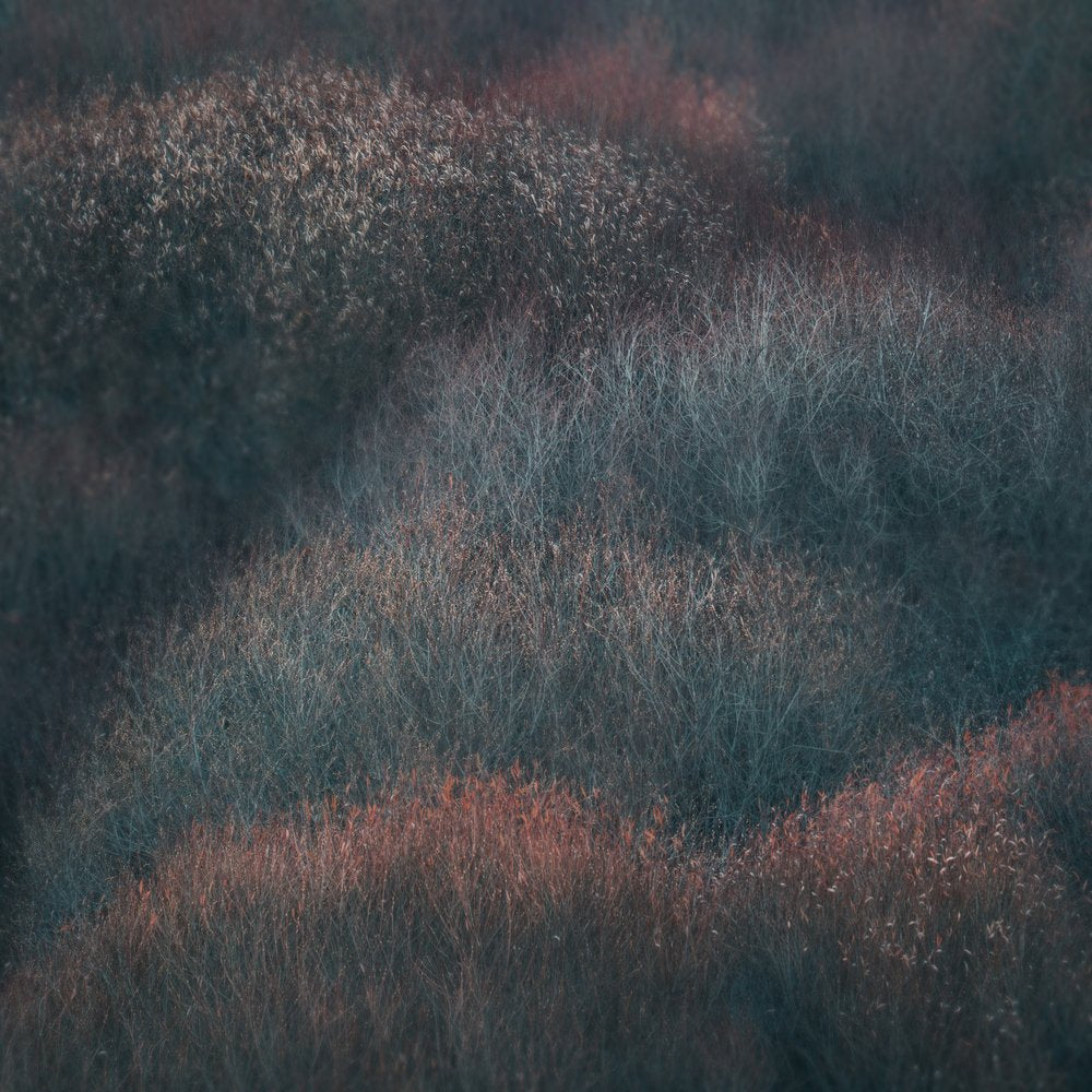 Muted Woodland Layers