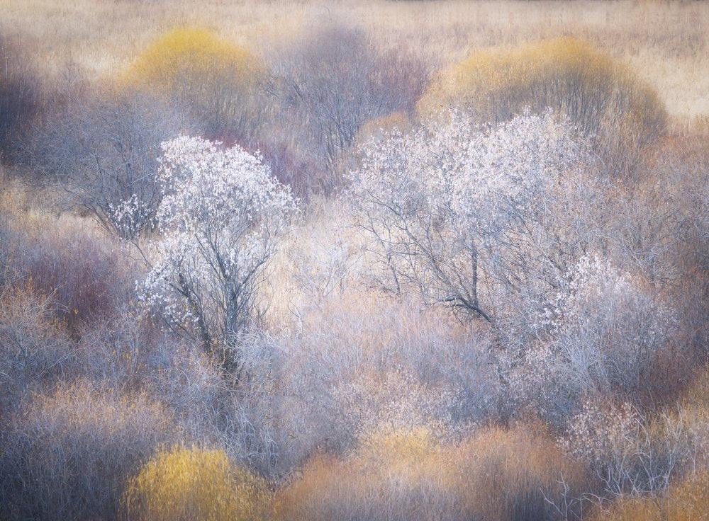 Ethereal Winter Landscape