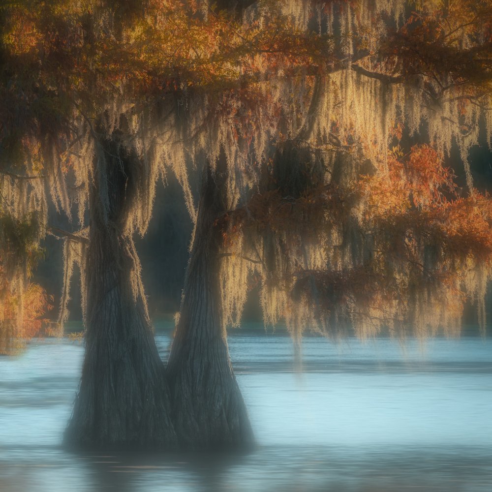 Whispers of the Bayou