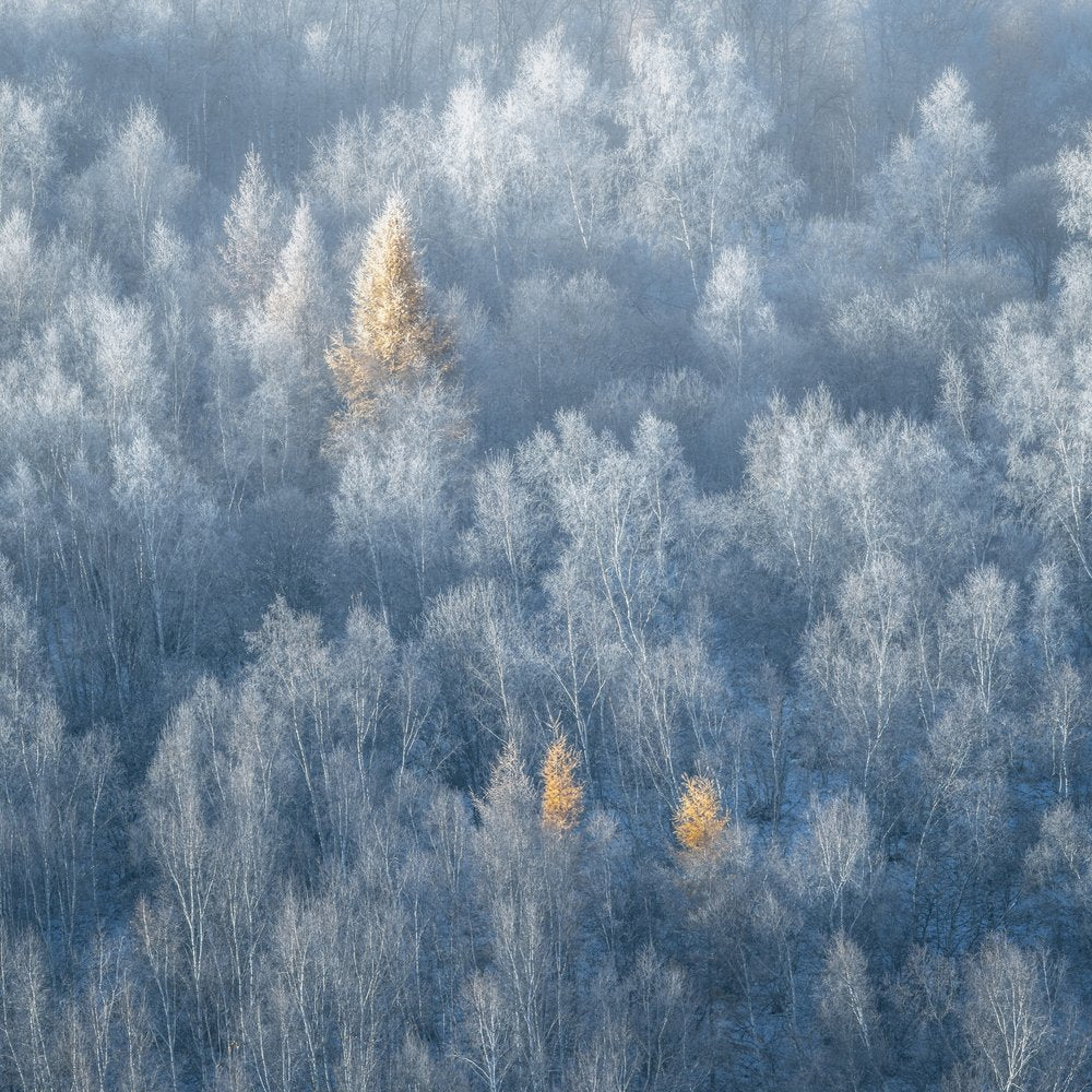 Golden Larches Winter Frost