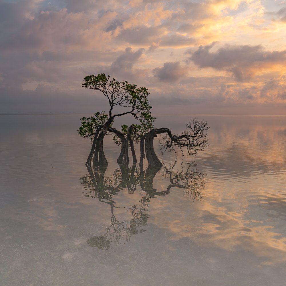 Dreamy Mangrove Reflections
