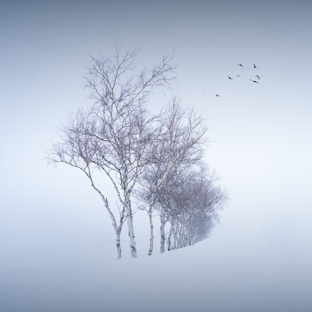 Serene Winter Birches