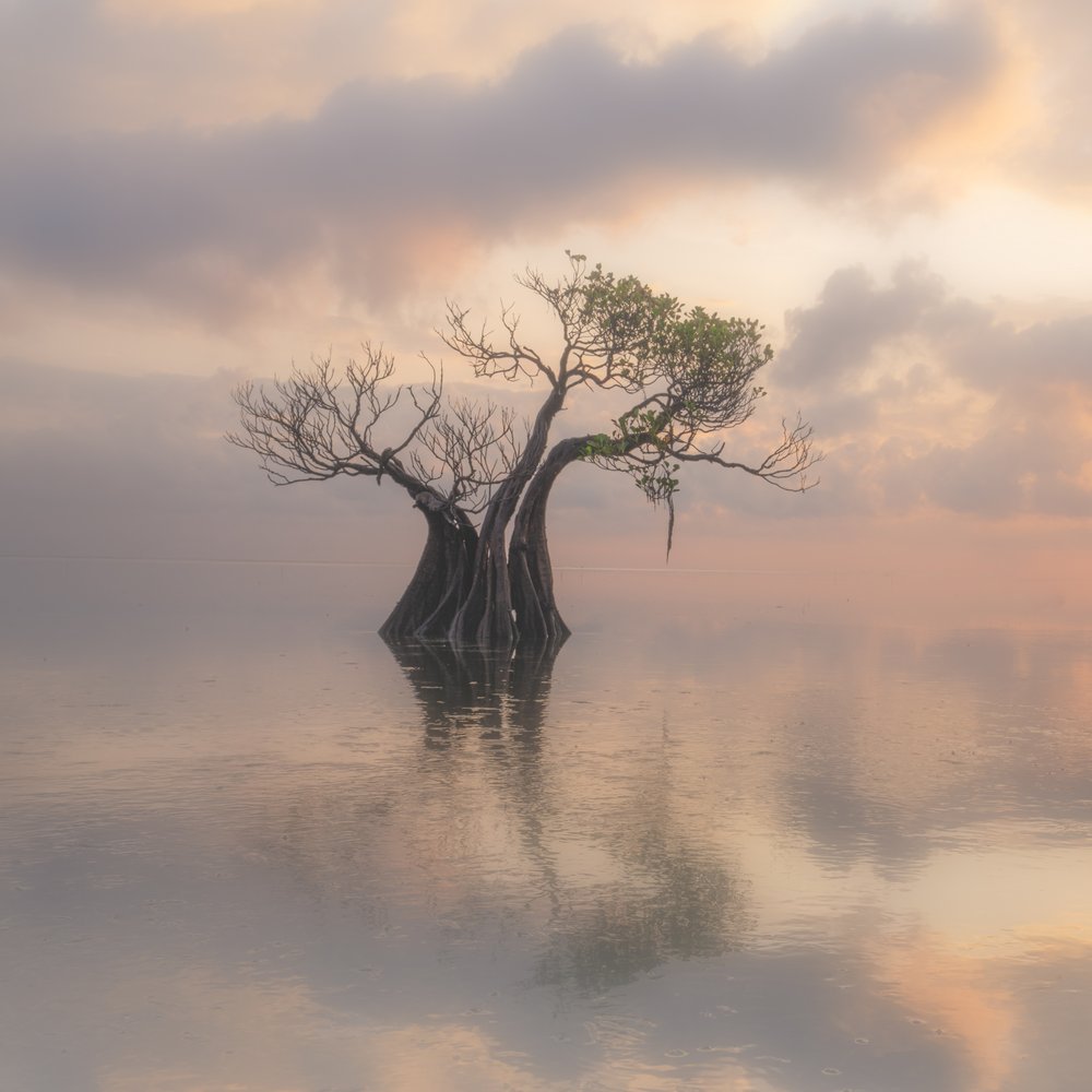 Misty Tree Reflection