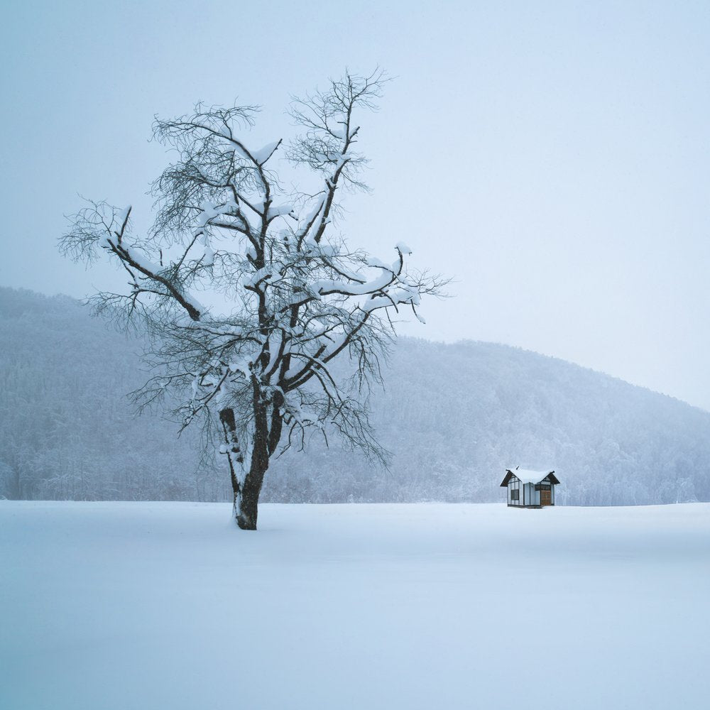 Winter Tree And Cabin