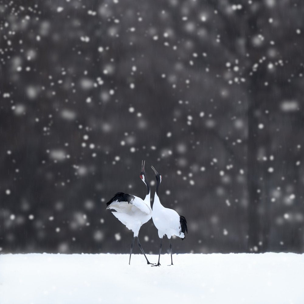 Snowy Crane Dance