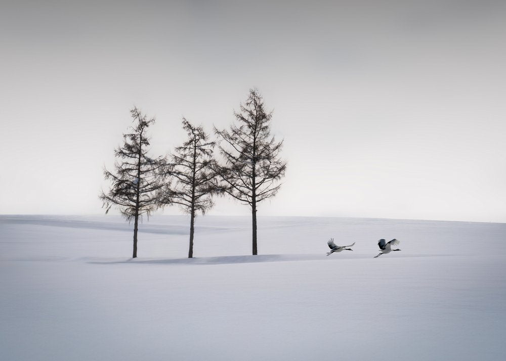 Graceful Cranes Winter Scene