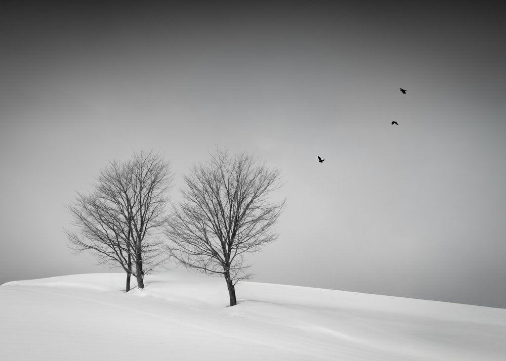 Snowy Trees Flying Birds