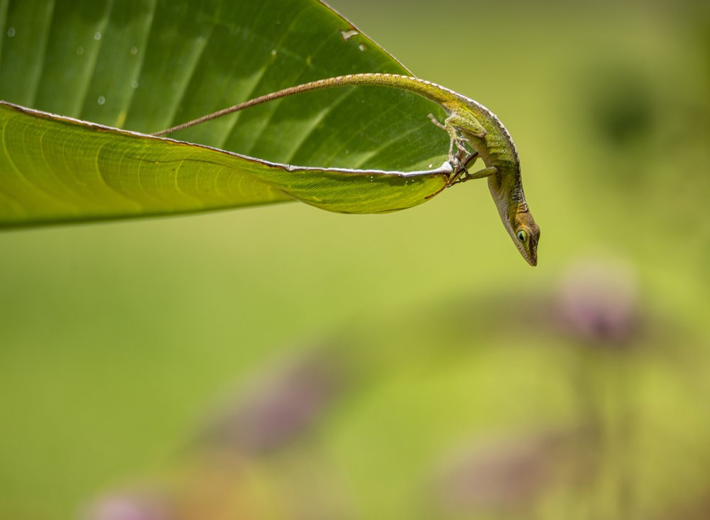 Green Anole on Leaf