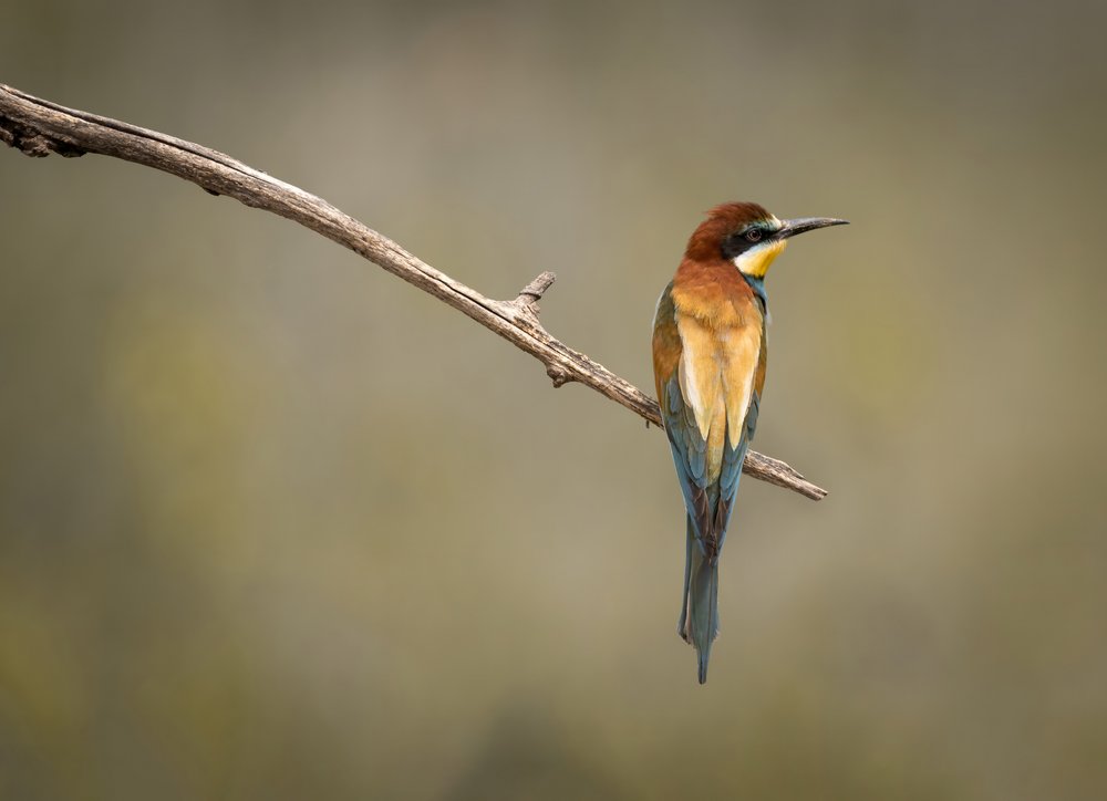 European Bee-eater Perched