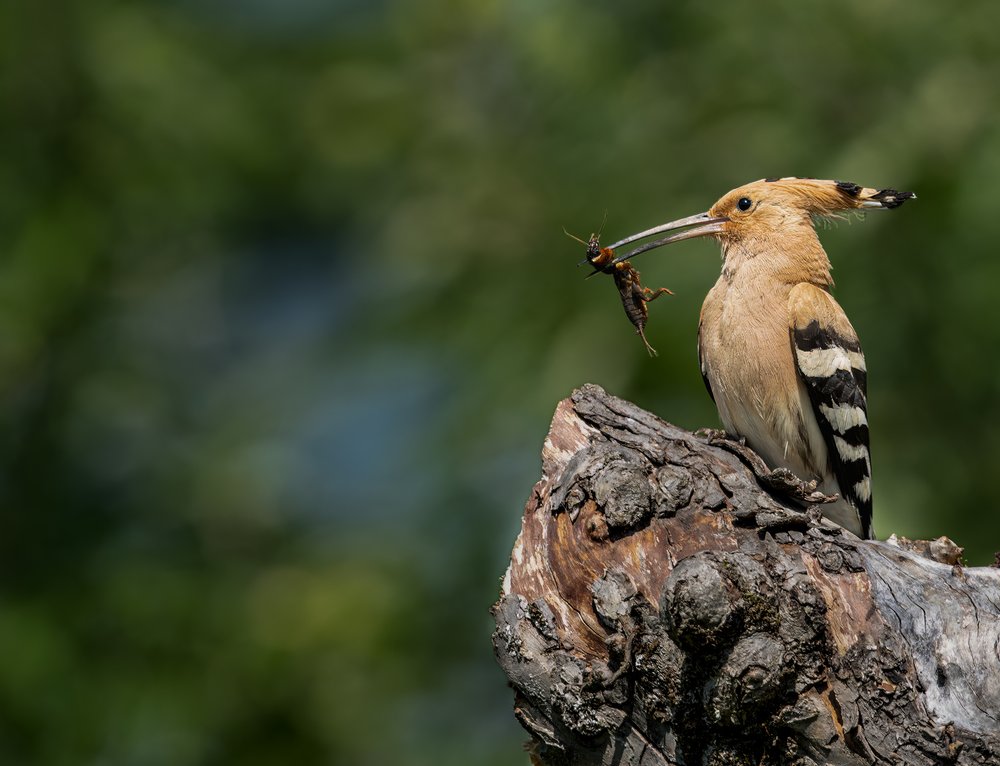 Hoopoe Bird's Catch