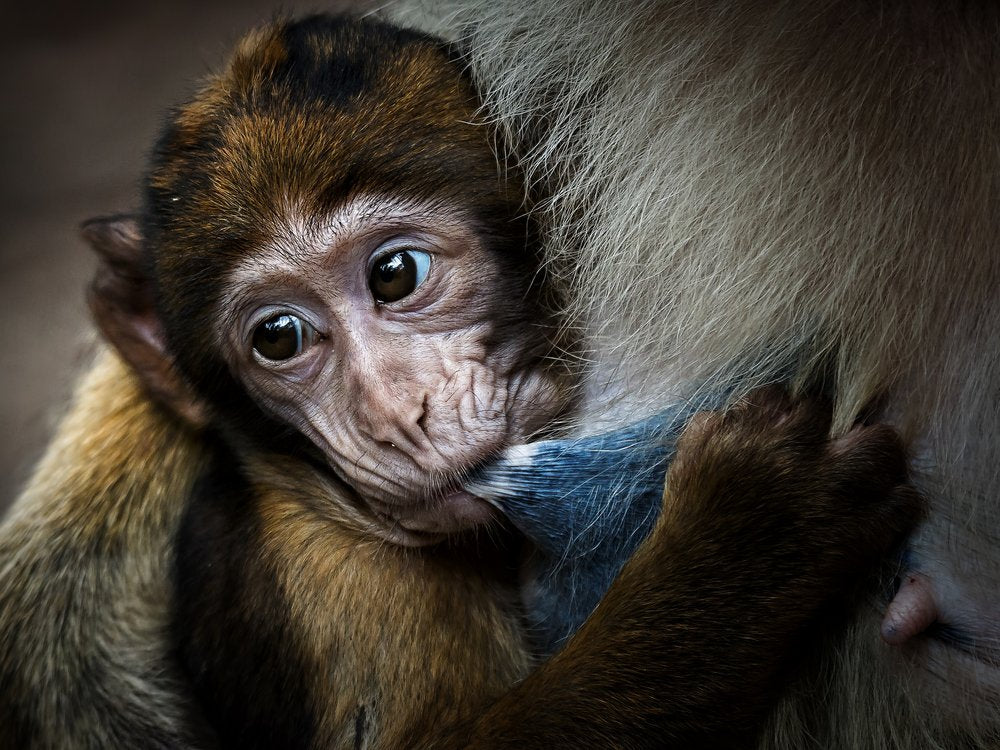 Baby Monkey Nursing