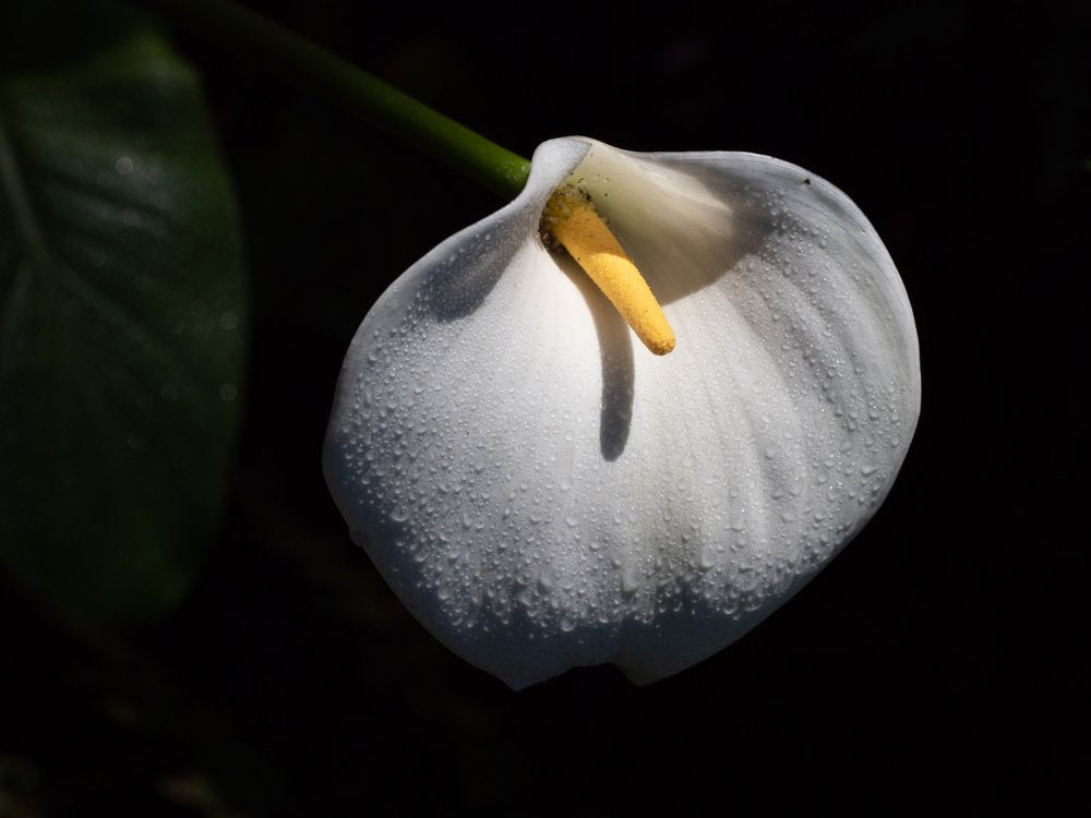 Dew Kissed Calla Lily