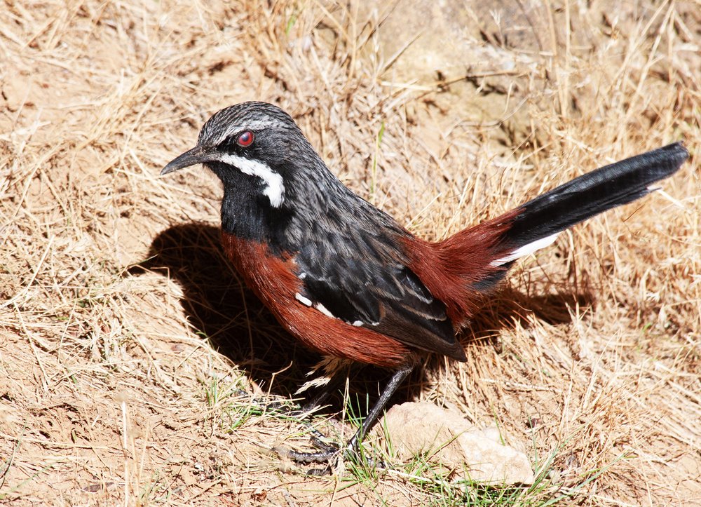 Striking Red-Eyed Bird