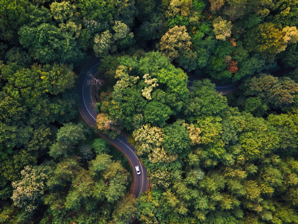 Winding Forest Road