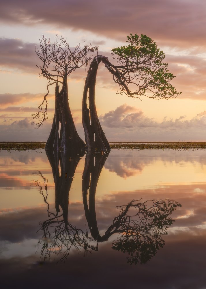Tranquil Mangrove Sunset