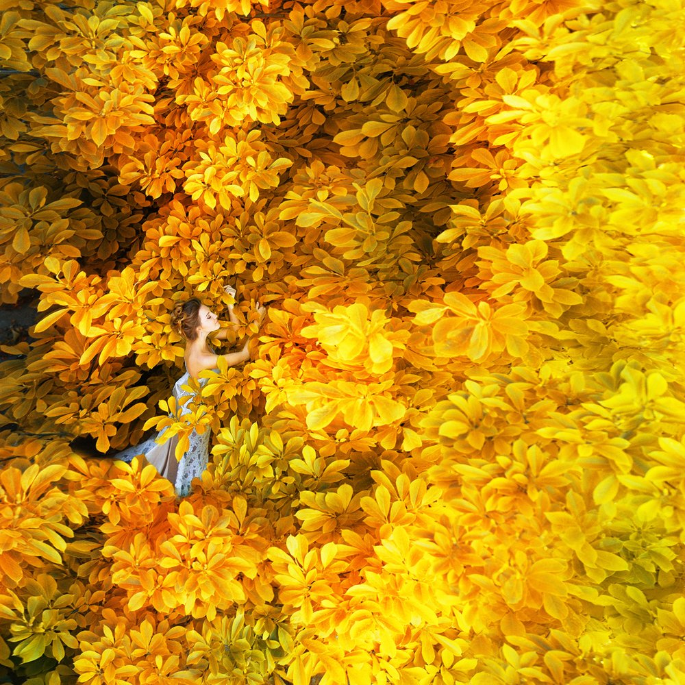 Hidden In Golden Foliage