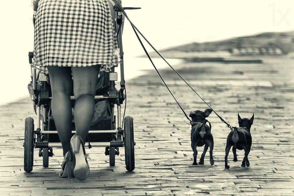 Vintage Stroll with Dogs