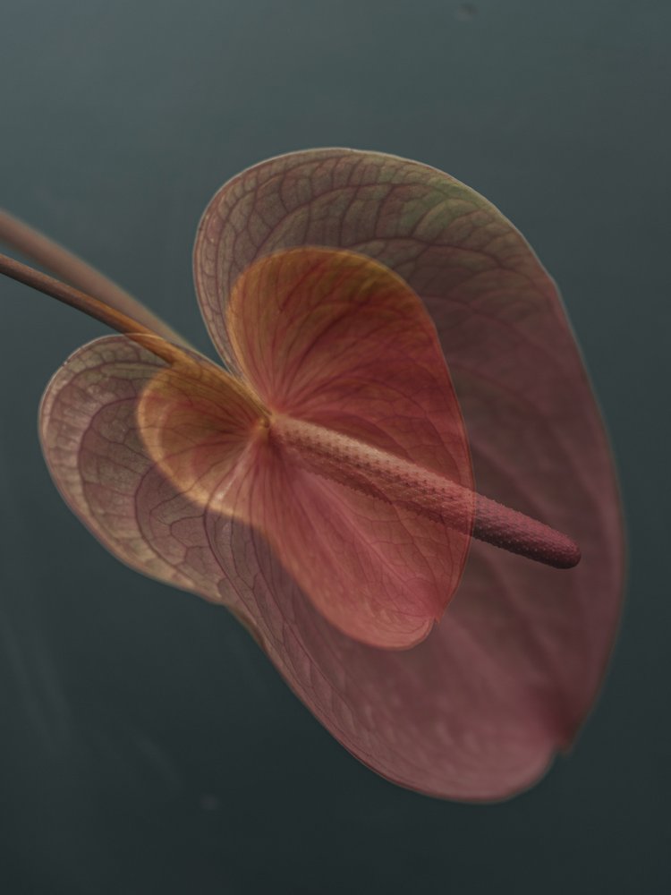 Abstract Anthurium Layers