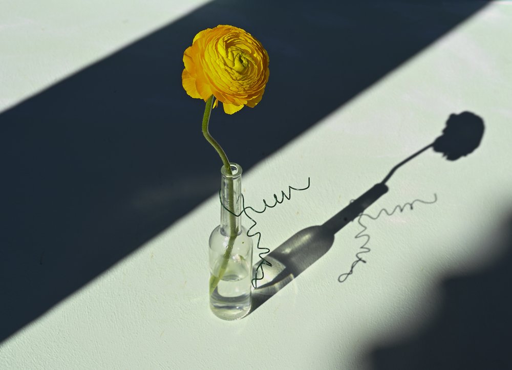 Sunlit Ranunculus Shadow