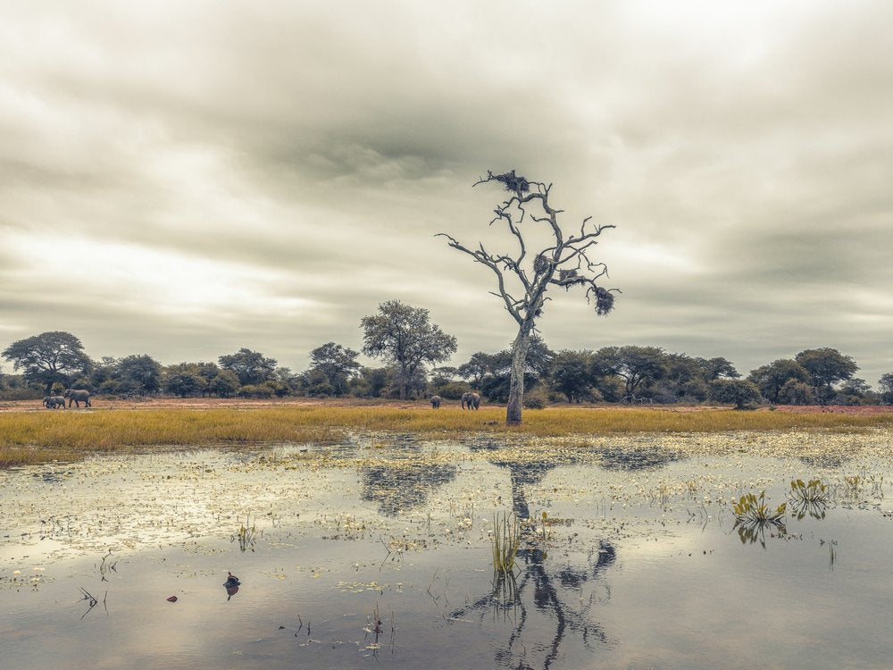 African Wilderness Reflection
