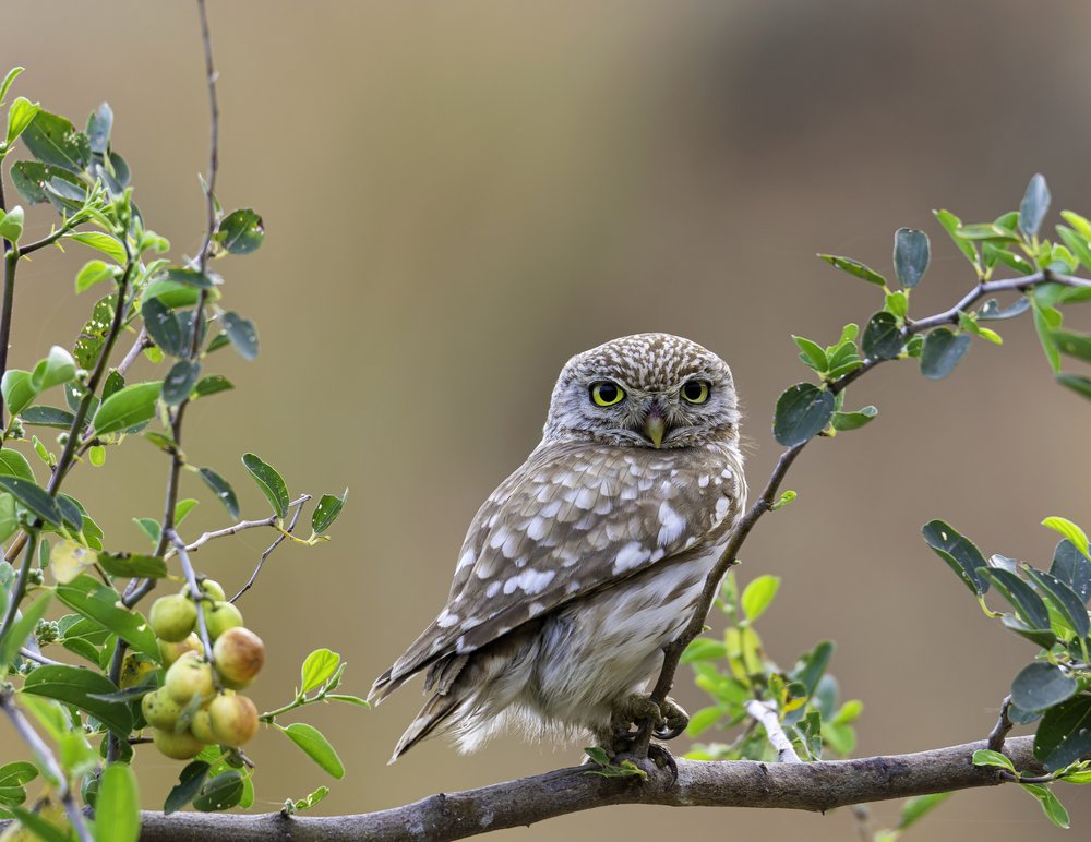 Curious Little Owl