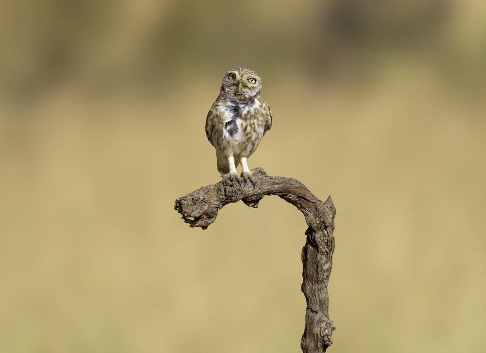Little Owl Perched
