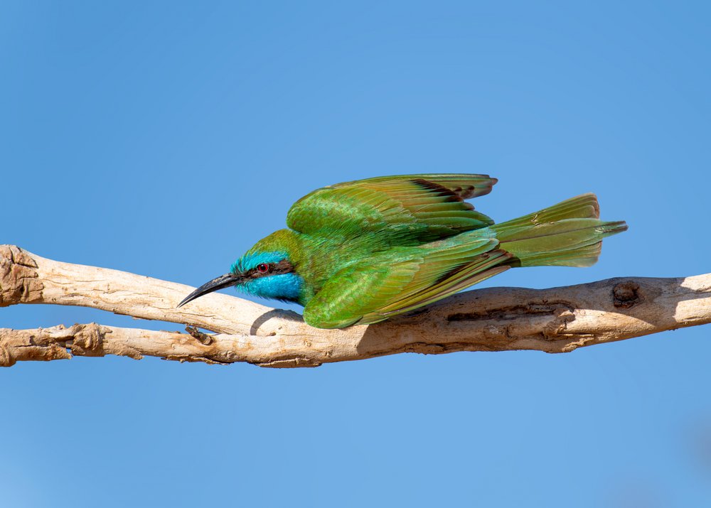 Vibrant Green Bee-eater