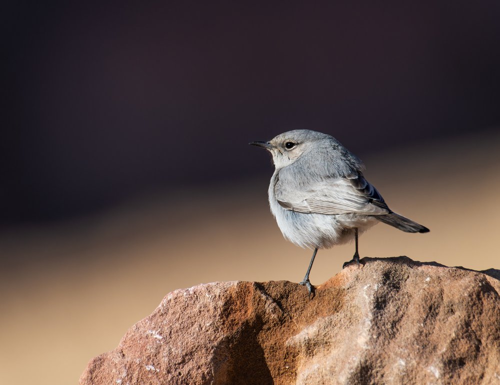 Little Grey Bird Perched
