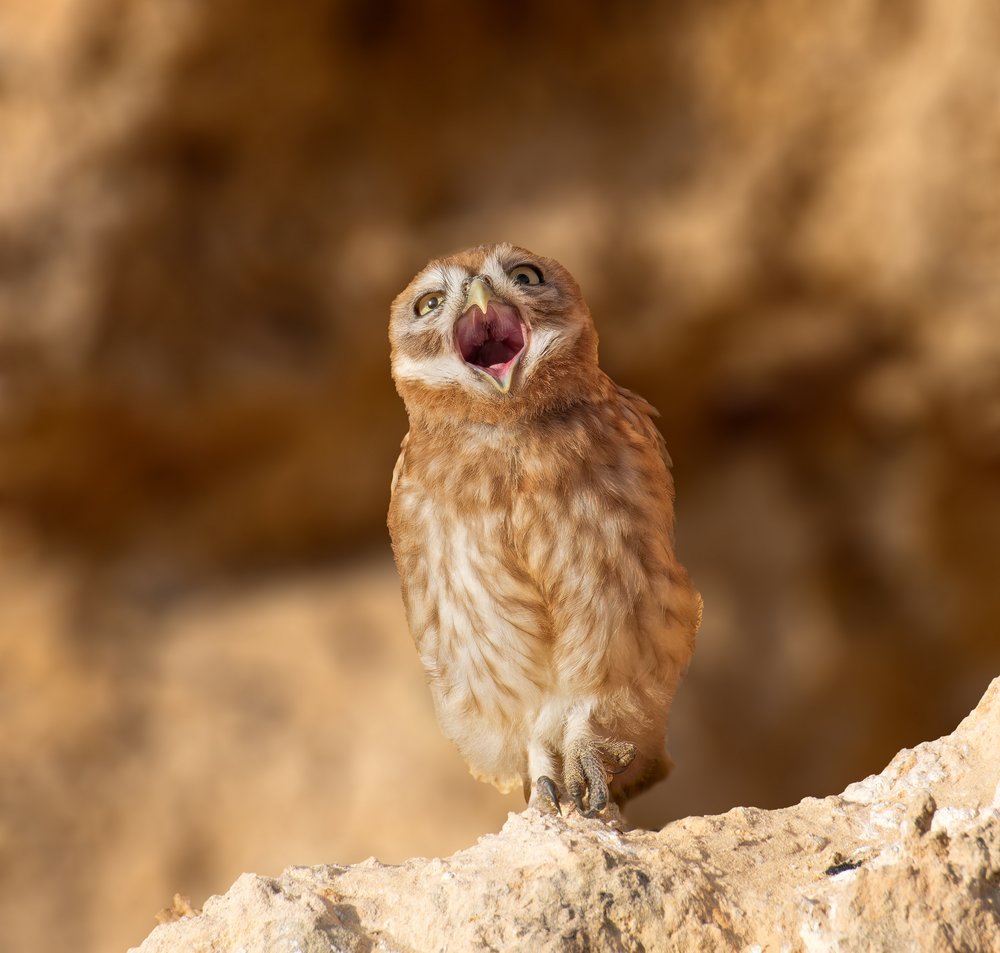 Cute Yawning Owl