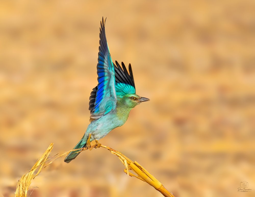 Vibrant Blue Roller Wings